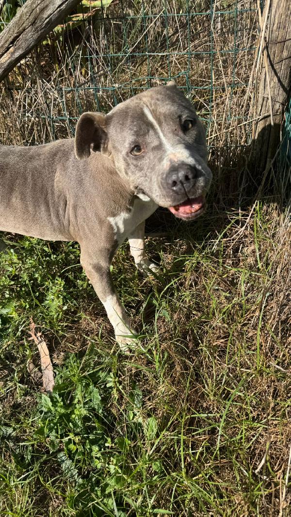 Yuma, Amstaff blu 11 anni – taglia media, dolcissima nonnina Foto 2